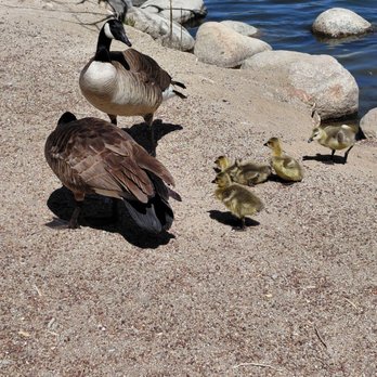 Virginia Lake Park - Playgrounds Near Me - Reno, Nevada Virginia Lake Park - Playgrounds Near Me - Reno, Nevada