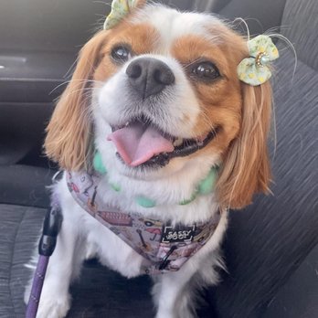 88 Pet Spa - Car ride home after her spa day! - Pet Groomers Near Me - Reseda , California