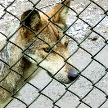 Utica Zoo - Mexican wolf - Zoos Near Me - Utica, New York Utica Zoo - Mexican wolf - Zoos Near Me - Utica, New York