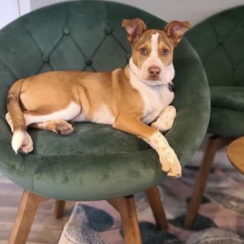 Dogs Around Austin - Pip, an adorable puppy, posing like a superstar in a green chair. - Pet Photography Near Me - Austin, Texas Dogs Around Austin - Pip, an adorable puppy, posing like a superstar in a green chair. - Pet Photography Near Me - Austin, Texas