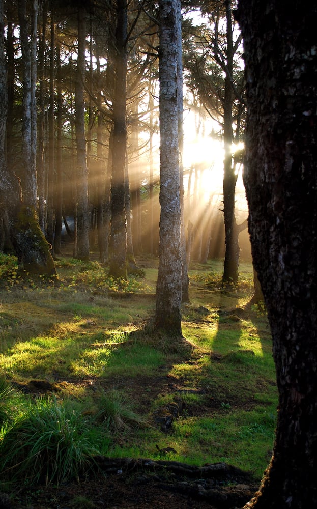 SPECIALIZED ARBOR WORKS Updated September 2024 11 Reviews 3189