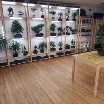 Bonsai Tree For Me - Nurseries & Gardening Near Me - Kansas City, Missouri Bonsai Tree For Me - Nurseries & Gardening Near Me - Kansas City, Missouri
