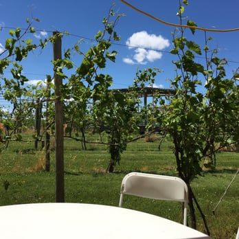 Mackinaw Valley Vineyard - View of the grape vine fields... - Wineries Near Me - Mackinaw, Illinois