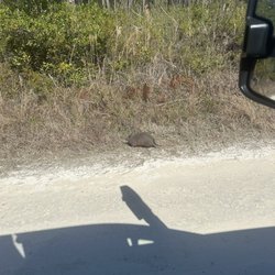 Chassahowitzka National Wildlife Refuge - Armadillo