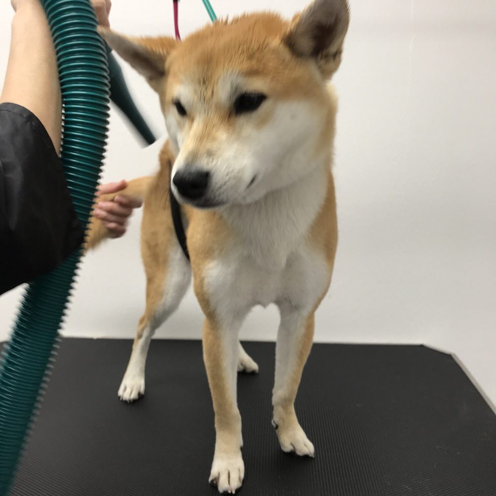 Barking Bubbles Spa - Blow dry 2! - Pet Groomers Near Me - Diamond Bar , California Barking Bubbles Spa - Blow dry 2! - Pet Groomers Near Me - Diamond Bar , California
