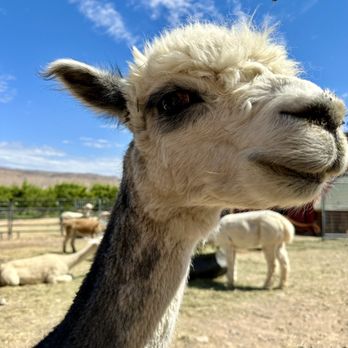 SunCrest Orchard Alpacas - Ranches Near Me - Palisade, Colorado