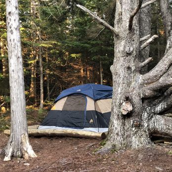 Schoodic Woods Campground - H-6, known for its "gnarly tree". Picnic table and bear box not pictured. - Campgrounds Near Me - Winter Harbor, Maine Schoodic Woods Campground - H-6, known for its "gnarly tree". Picnic table and bear box not pictured. - Campgrounds Near Me - Winter Harbor, Maine