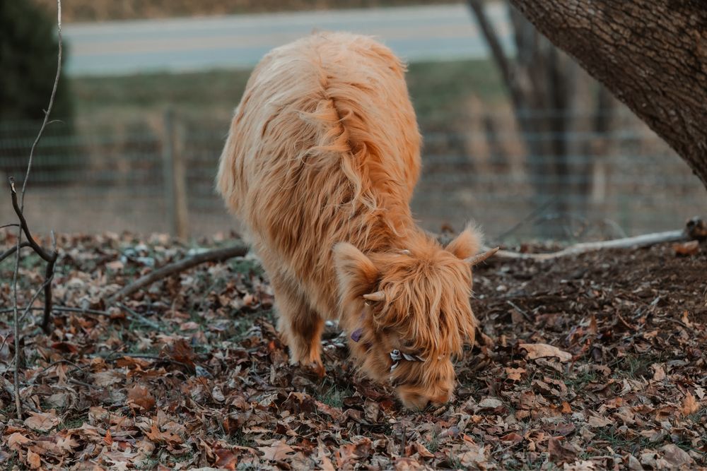 I Believe - equestrian in Statesville, NC