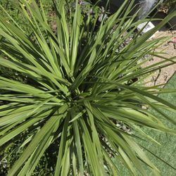 3 year old spike from Connies Country Greenhouse, I have babies on it too...xoxo