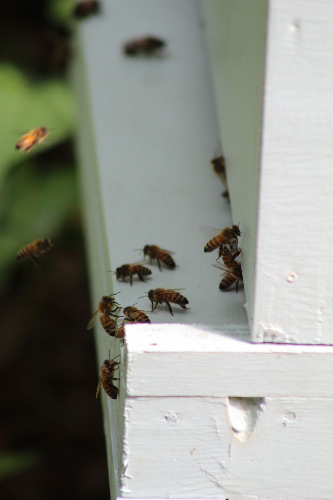 None of Your Beeswax Logo