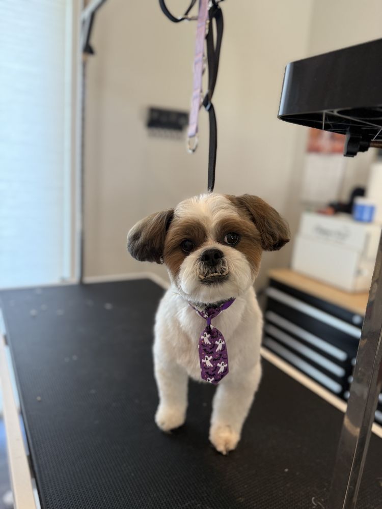 Dog Grooming Helena Mt