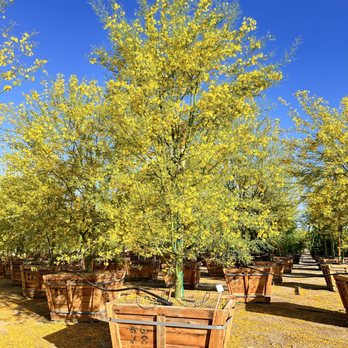 Norman's Nursery - Nurseries & Gardening Near Me - Mecca, California Norman's Nursery - Nurseries & Gardening Near Me - Mecca, California