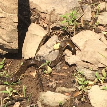 Nockamixon State Park - Water moccasin with its prey - Boating Near Me - Quakertown, Pennsylvania Nockamixon State Park - Water moccasin with its prey - Boating Near Me - Quakertown, Pennsylvania