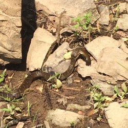 Nockamixon State Park - Water moccasin with its prey