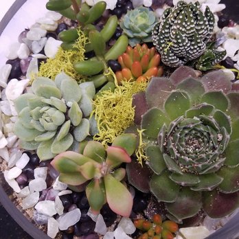 Bloomsgiving - Terrarium we made at the pop up - Florists Near Me - Mountain View, California Bloomsgiving - Terrarium we made at the pop up - Florists Near Me - Mountain View, California
