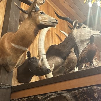 Safari Club - More trophies! - American Near Me - Thermopolis, Wyoming Safari Club - More trophies! - American Near Me - Thermopolis, Wyoming