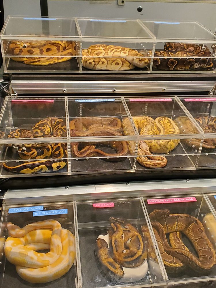 REPTILE REALMS SAN MATEO Updated September 2024 20 Photos 1346