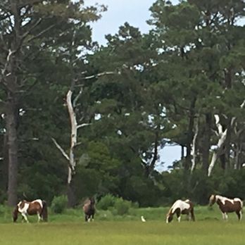 Salt Water Pony Tours - Boat Tours Near Me - Chincoteague, Virginia