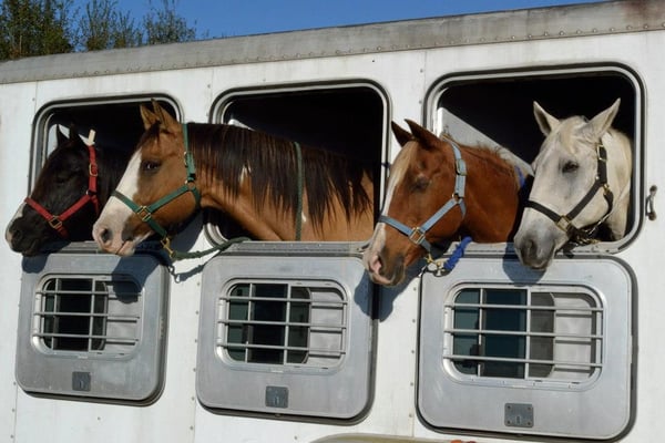 Iron Horse Stables 11 Eden Ln Cantonment Fl Horseback Riding Mapquest