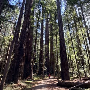Humboldt Redwoods State Park - Parks Near Me - Weott, California