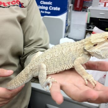 petco bearded dragon kit