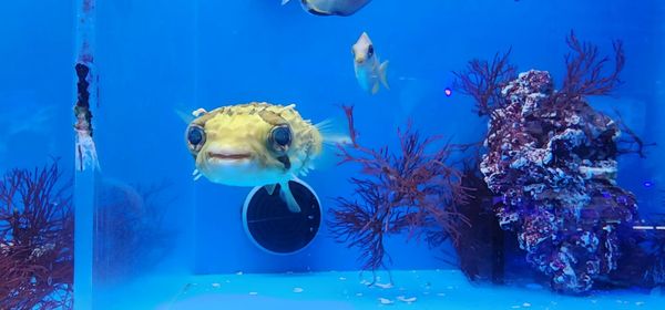 LAX Aquarium by null