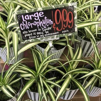 Trader Joe's - Grocery Near Me - Pinole, California Trader Joe's - Grocery Near Me - Pinole, California