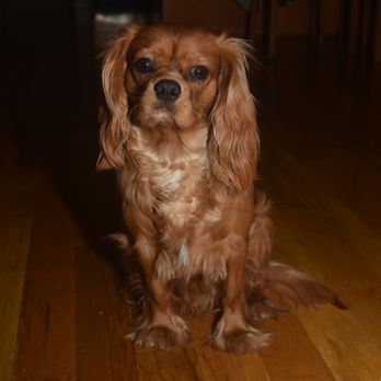 4 Legged Friends - Veterinarians Near Me - Brooklyn, New York