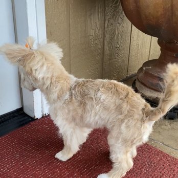 Doggi Dogi Spa - Exactly what I wanted her to look like ! - Pet Groomers Near Me - Fullerton, California Doggi Dogi Spa - Exactly what I wanted her to look like ! - Pet Groomers Near Me - Fullerton, California