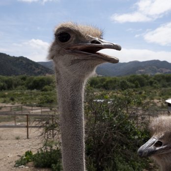 Ostrichland USA - Ostrich - Attraction Farms Near Me - Solvang, California