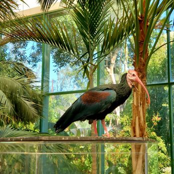 Butterfly Jungle - Apparently this guy wasn't supposed to be here... - Zoos Near Me - Escondido, California