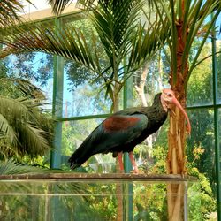 Butterfly Jungle - Apparently this guy wasn't supposed to be here...