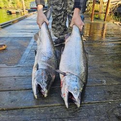 Deep Throat Lures - Two nice Kings