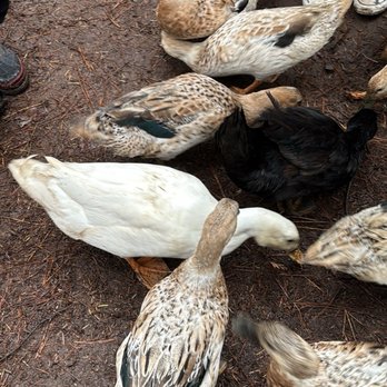 Goat Walks - Ducks eating out of our hands. - Petting Zoos Near Me