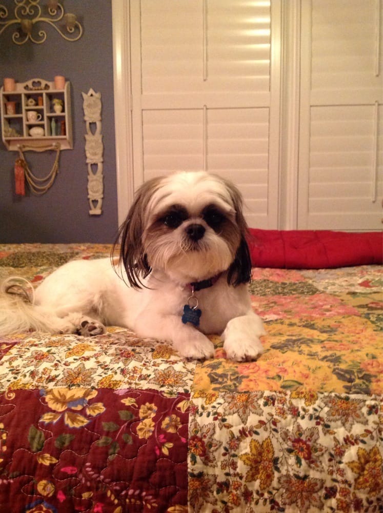 COZY CRITTERS PETSITTING Updated September 2024 14 Photos Ogden