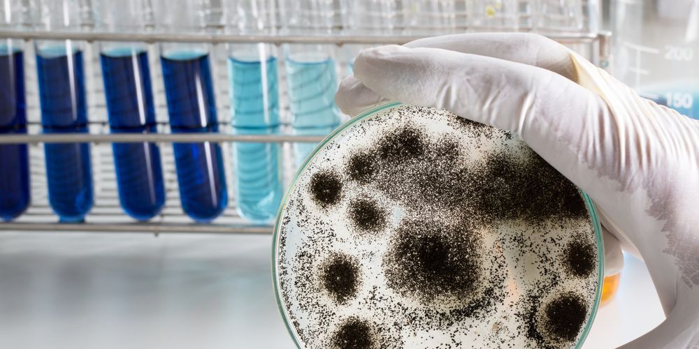 Quest Mold and Asbestos - mold inspector in Roslyn Heights, NY