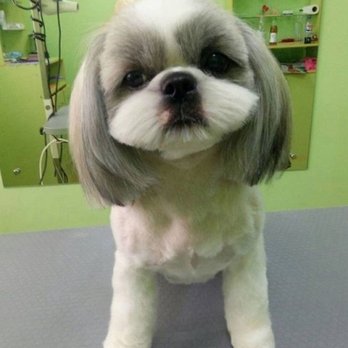 Dirty Dogs Grooming - Reference photo - Pet Groomers Near Me - Gardena, California Dirty Dogs Grooming - Reference photo - Pet Groomers Near Me - Gardena, California