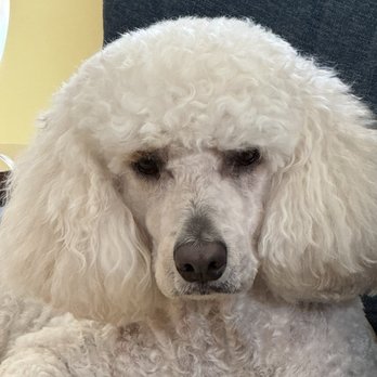 Bark Room - Pet Groomers Near Me - Boca Raton, Florida