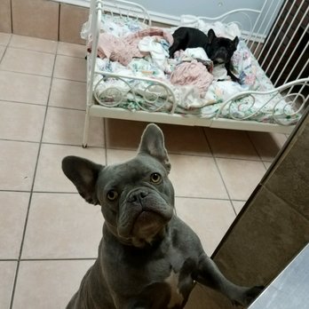 Shanderin Kennels - Pet Groomers Near Me - Rowland Heights, California Shanderin Kennels - Pet Groomers Near Me - Rowland Heights, California