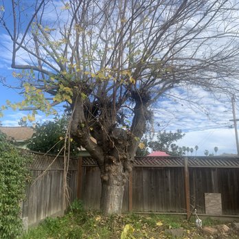 JMV Tree Service - Dead tree before - Tree Services Near Me - Hayward, California JMV Tree Service - Dead tree before - Tree Services Near Me - Hayward, California