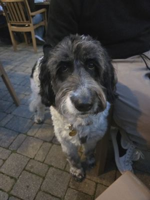 O'Brien's Pub by null