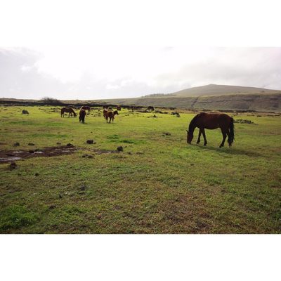 Easter Island by null