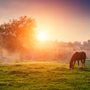 Equine Epiphany