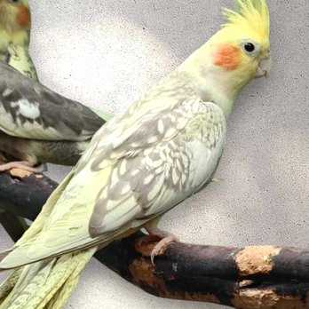 Paws -N-Claws - Cockatiel hand fed baby super sweet - Pet Groomers Near Me - Abilene, Kansas Paws -N-Claws - Cockatiel hand fed baby super sweet - Pet Groomers Near Me - Abilene, Kansas