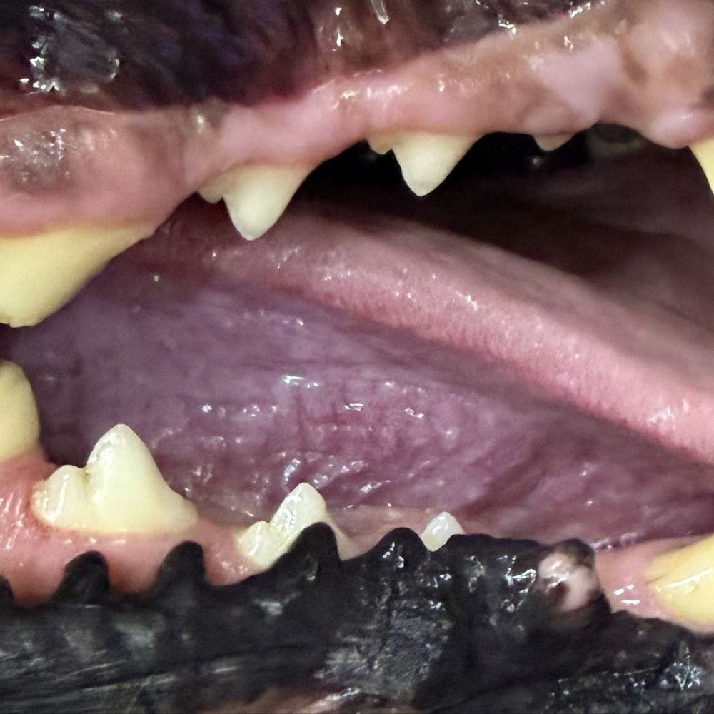 Bright N Shine Pet Dental - Dog teeth after cleaning - Pet Groomers Near Me - Pompano Beach, Florida Bright N Shine Pet Dental - Dog teeth after cleaning - Pet Groomers Near Me - Pompano Beach, Florida