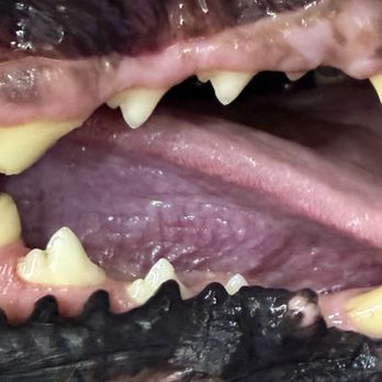 Bright N Shine Pet Dental - Dog teeth after cleaning - Pet Groomers Near Me - Pompano Beach, Florida