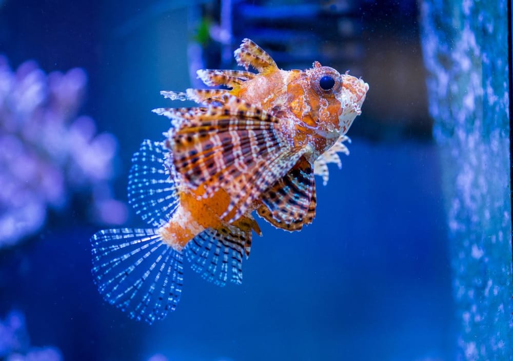 T&T FISH AND REEF Updated September 2024 38 Photos & 31 Reviews