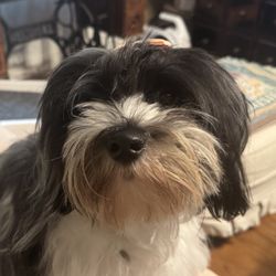 Meet Molly P. She is  my new little dog. She is a little bit sassy but a wonderful companion.