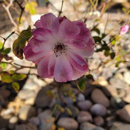 a pink flower in a garden