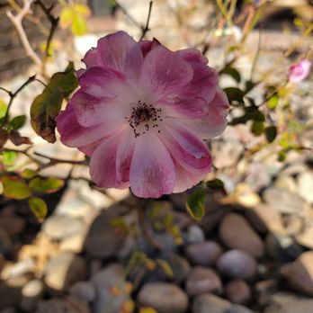 Grandma's Kitchen - a pink flower in a garden - American Near Me - Whitefield, New Hampshire